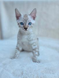 Cuccioli gatto bengala