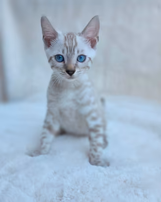 Cuccioli gatto bengala