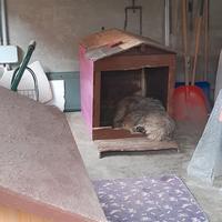 Cucce in legno