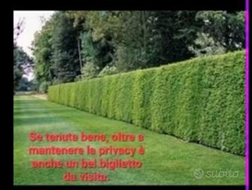 Giardinaggio e non solo