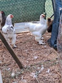 Galline ornamentali