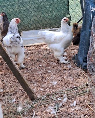 Galline ornamentali