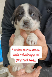 Cucciola in adozione
