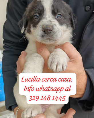 Cucciola in adozione