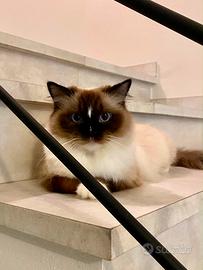 Ragdoll femmina seal mitted con Pedigree