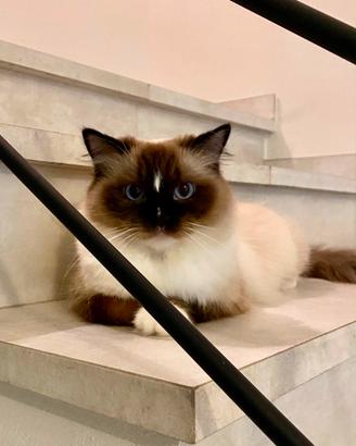 Ragdoll femmina seal mitted con Pedigree