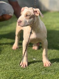 Apbt cuccioli pitbull