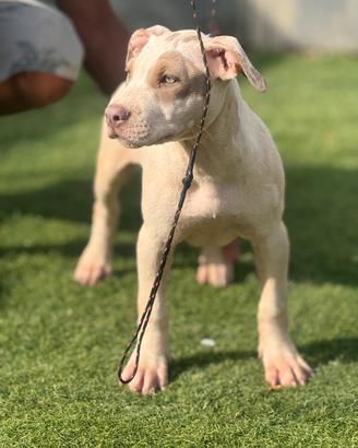 Apbt cuccioli pitbull