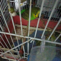 Coccoriti canarini ecc