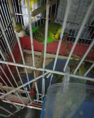 Coccoriti canarini ecc