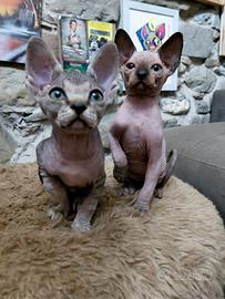 Cuccioli di sphinx