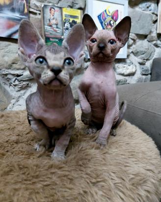 Cuccioli di sphinx