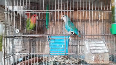 Inseparabili