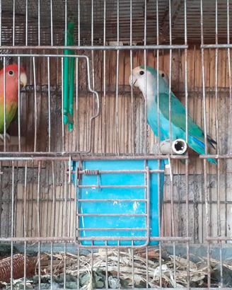 Inseparabili