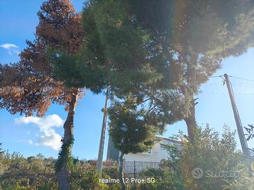 legna da ardere gratis 