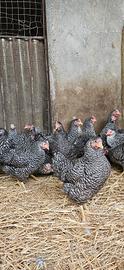 Galline ovaiole francesi barrate