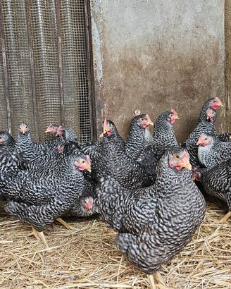 Galline ovaiole francesi barrate