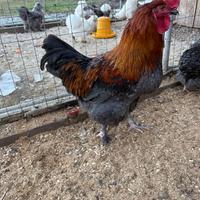 Gallo ornamentale di marans blue