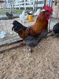 Gallo ornamentale di marans blue