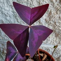 pianta Oxalis Triagularis (pianta farfalla)