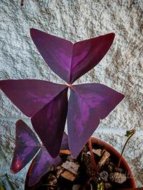 pianta Oxalis Triagularis (pianta farfalla)