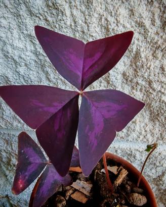 pianta Oxalis Triagularis (pianta farfalla)