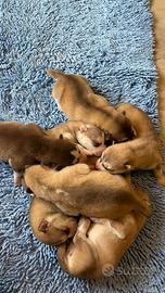 Cuccioli di Siberian Husky