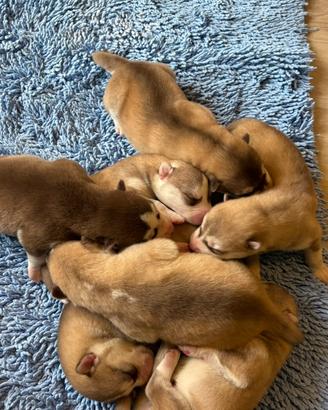 Cuccioli di Siberian Husky