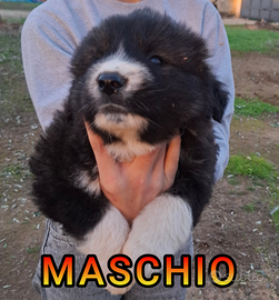 Ultimi 2 cuccioli pastore del caucaso