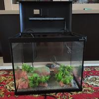 Acquario 10 litri