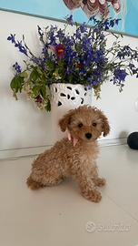 Cuccioli di Barboncino Toy
