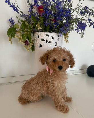 Cuccioli di Barboncino Toy