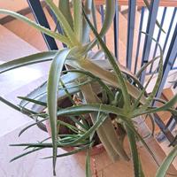 Pianta di Aloe Arborescens 