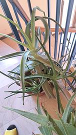 Pianta di Aloe Arborescens 