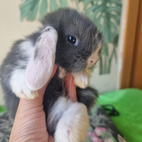 Coniglietti nani ariete/mini lop