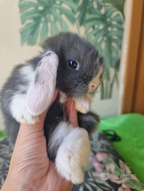 Coniglietti nani ariete/mini lop