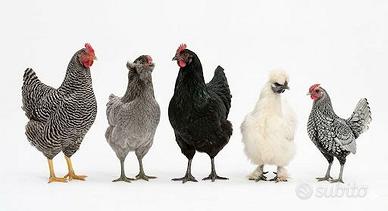 Galline ornamentali