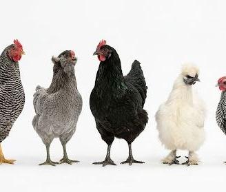 Galline ornamentali