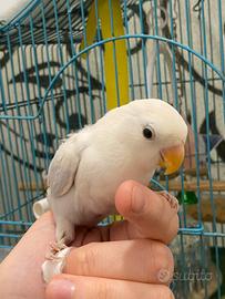 Pappagalli inseparabili