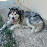 Alaskan malamute per monta