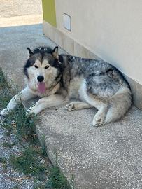Alaskan malamute per monta