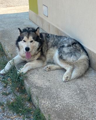 Alaskan malamute per monta