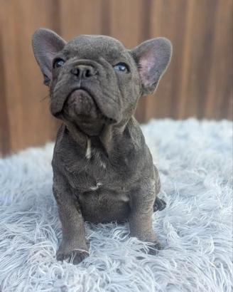Bulldog francesi Merle maschi