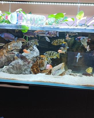 acquario con mobile in alluminio 