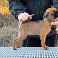 Splendida piccola brabantina, con pedigree enci
