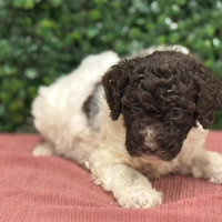 Lagotto romagnolo