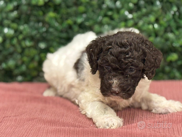 Lagotto romagnolo