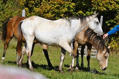 Cavalla puledra Appaloosa per tutti