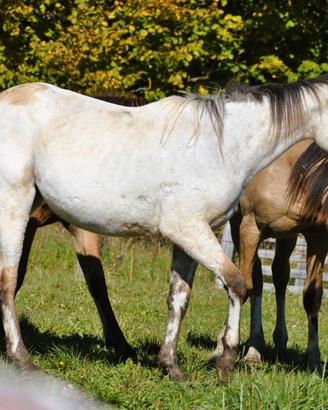 Cavalla puledra Appaloosa per tutti