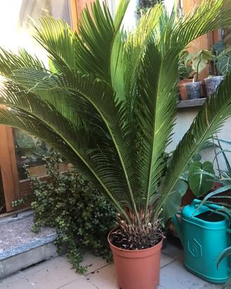 pianta in vaso Cycas Revoluta